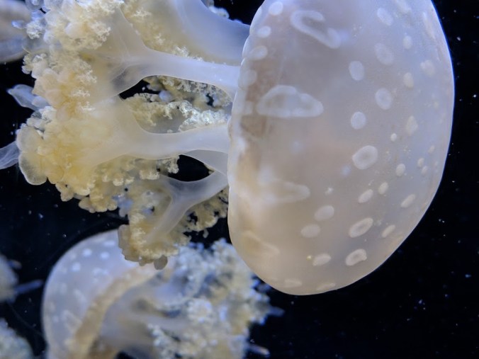 jellyfish