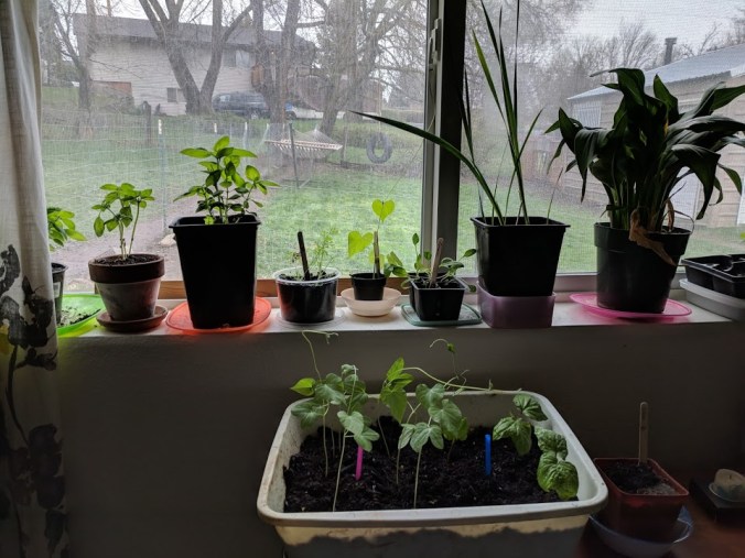 plants growing!