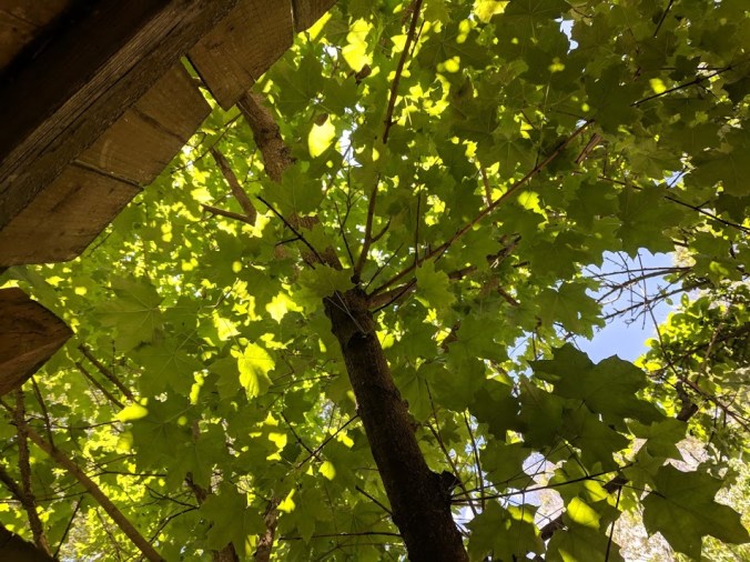 looking up through leaves