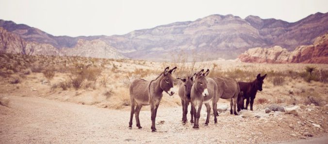 lost donkeys