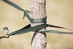 Support-Rope-Around-Young-Tree-Trunk